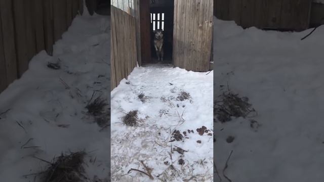 Ох уж эти животные!!Аляскинский маламут. смотреть онлайн