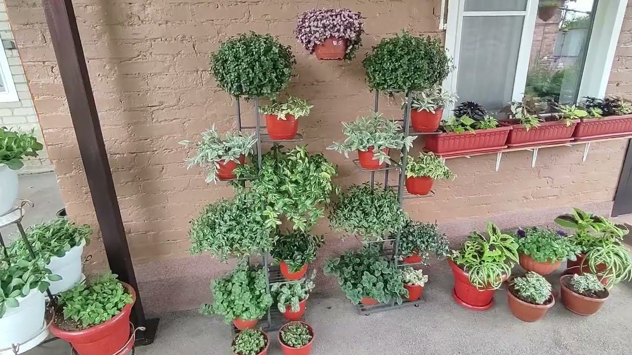 Традесканции в саду. Как из тощего черенка вырастить пышный куст. Неприхотливые ампельные растения. смотреть онлайн