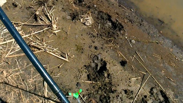 Начало летнего сезона Курнали смотреть онлайн