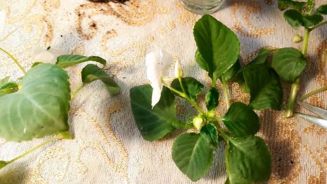 ОСЕННИЕ ЧЕРЕНКИ АМПЕЛЬНОГО БАЛЬЗАМИНА.ПОВТОРНОЕ ЧЕРЕНКОВАНИЕ. смотреть онлайн