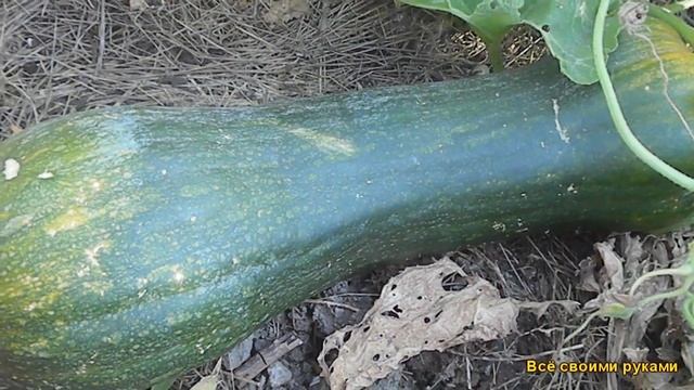 Тыква. Без Ухода И Полива В Открытом Грунте смотреть онлайн