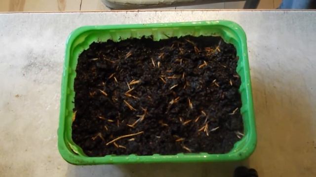 Wie Man Oleander Aus Samen Ziehen Kann  ,Как вырастить олеандры из семян