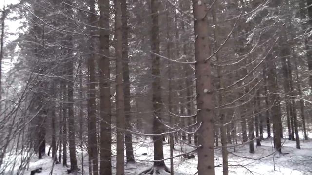 Лесные культуры ели европейской смотреть онлайн