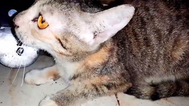 Cat fight React ( Real Cat Roaring Sound). смотреть онлайн