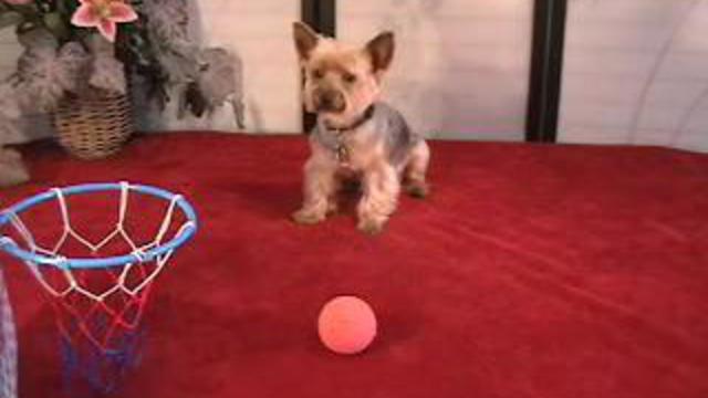 Йорк играет в баскетбол. смотреть онлайн