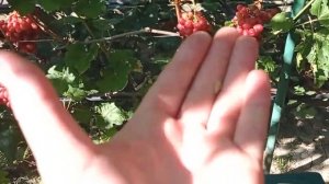 @Виноград Дынька  Хороший виноград, красный виноград
