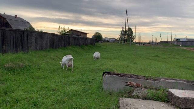 Немножко о козах смотреть онлайн