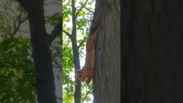 Белочка ?️ в Нескучном саду ??? (Парк Горького, Москва) кушает орешки) | Squirrel Eats Nuts | # 70