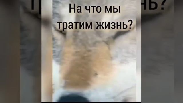 На что мы тратим жизнь????? смотреть онлайн