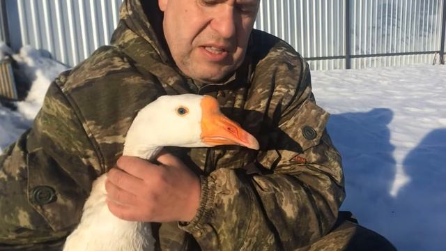 Как отличить гуся от гусыни смотреть онлайн