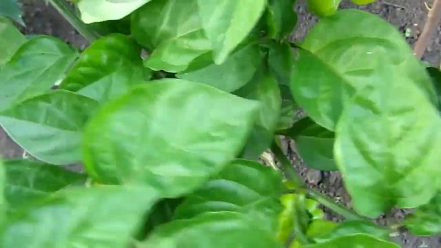 Scotch Bonnet MOA Red - Шотландская шапочка МОА красная смотреть онлайн