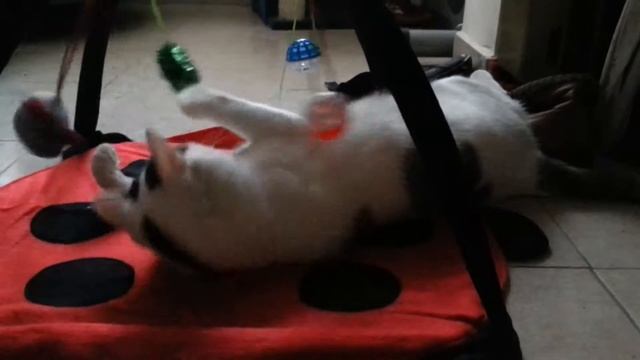 Лис и новая игрушка смотреть онлайн