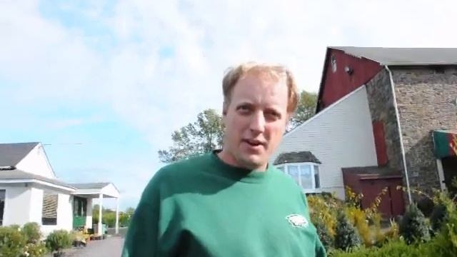 Zelkova Trees on sale For use in Urban areas смотреть онлайн