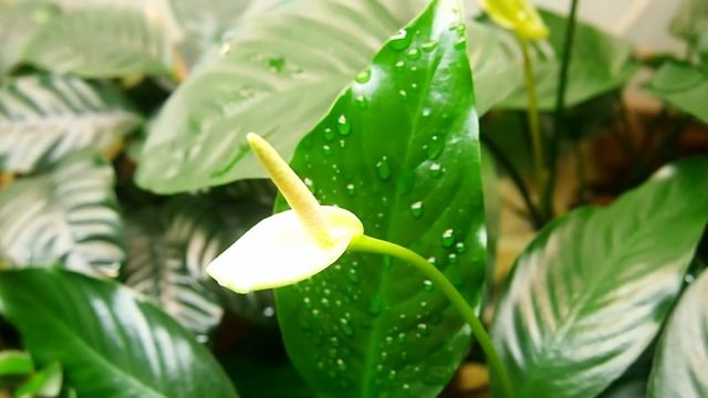 Анубиас Камерун / Anubias sp. Cameroon - И снова Глабра! смотреть онлайн