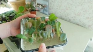 Размножение суккулентов листиками. Суккулеты из листиков #succulents #суккуленты