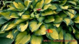 Хоста зибольда Колор Глори (color glory) ? обзор: как сажать, рассада хосты Колор Глори