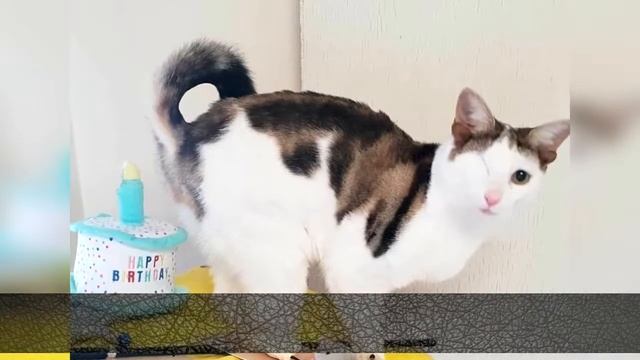 Спасли Котенка с Четырьмя Ушами и Одним Глазом смотреть онлайн