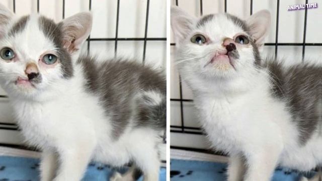 Маленький котенок с особенной внешностью собирал объедки по улице.. смотреть онлайн