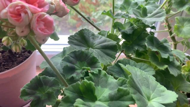 Пеларгонія Astrid