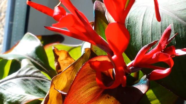 Houseplants, Wildflowers & Cut Flowers Video Compilation