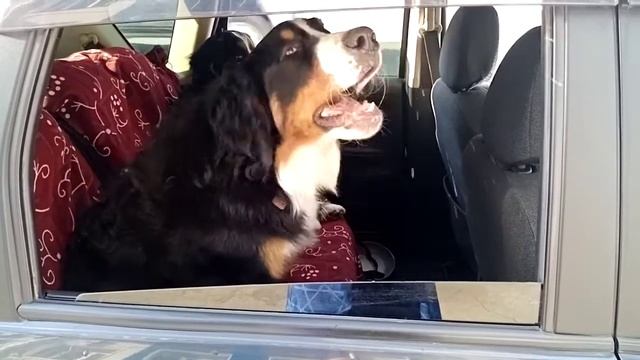 Берны в машине. БЕРНСКИЙ ЗЕННЕНХУНД.