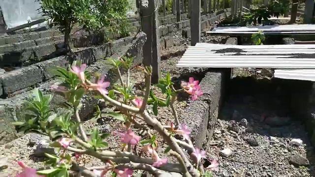 CUTTING ADENIUM смотреть онлайн