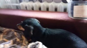 Огурчик Красавчик Хикмет -  действительно ли красавчик?