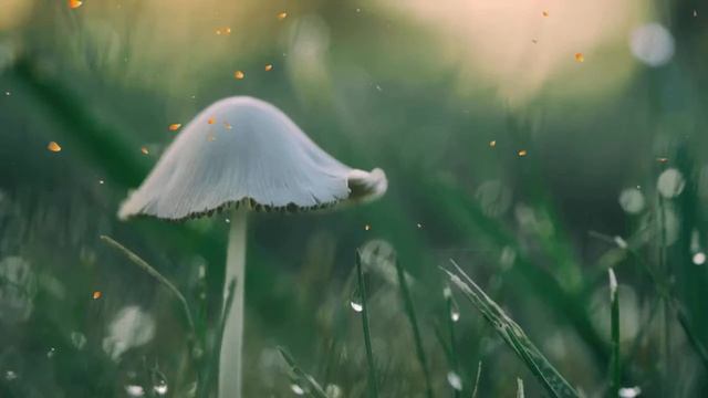 Расслабляющая музыка и звуки водяного бамбука от бессонницы и расслабления смотреть онлайн