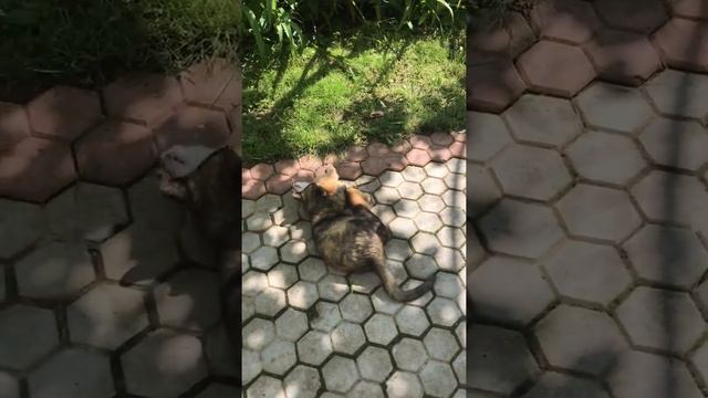 Как приручить дикого котёнка??? смотреть онлайн