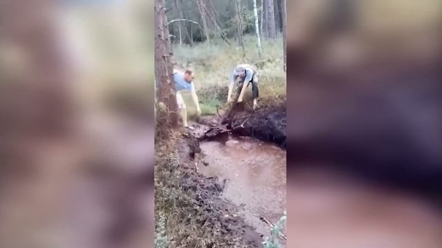 Это Нужно Видеть! Животные Герои Спасают Людей смотреть онлайн