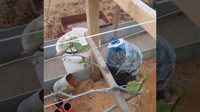 Виноград в Приморском Крае! Первая Важная корневая подкормка ? в теплице 02.03.2023г смотреть онлайн