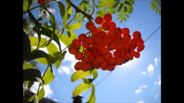 Красная рябина смотреть онлайн