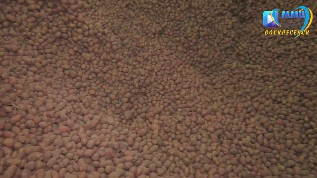 Голландский картофель на Воскресенской земле смотреть онлайн