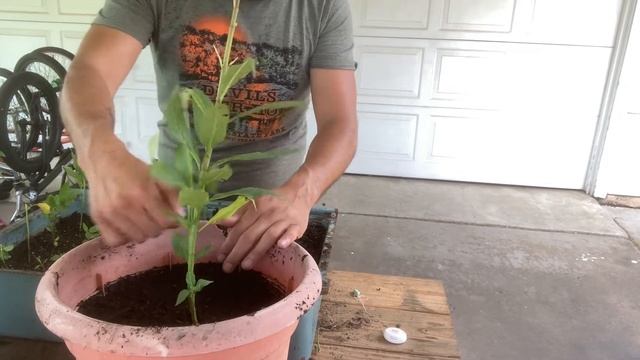 How To Grow Milkweeds From Seed - Secrets! - Proven Method! - Tips & Tricks! смотреть онлайн