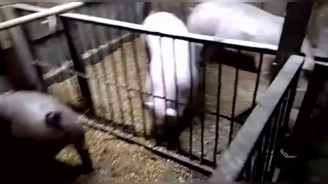 Опилки и Дюркам 3 месяца смотреть онлайн