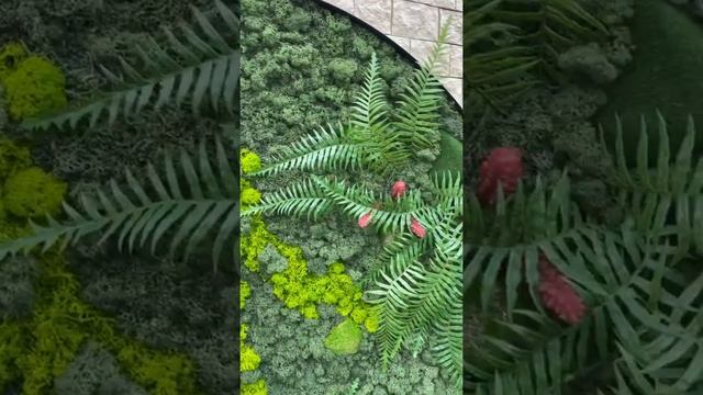 Фито-панно из силикнового паппоротника, суккулент и стабилизированного мха | FEEL GOOD смотреть онлайн