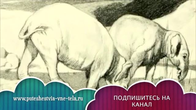 СОННИК - К чему снится СЛОН? смотреть онлайн