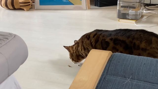 кота и мужа стошнило от еды.вкусный влог. кореец готовит овсянку смотреть онлайн