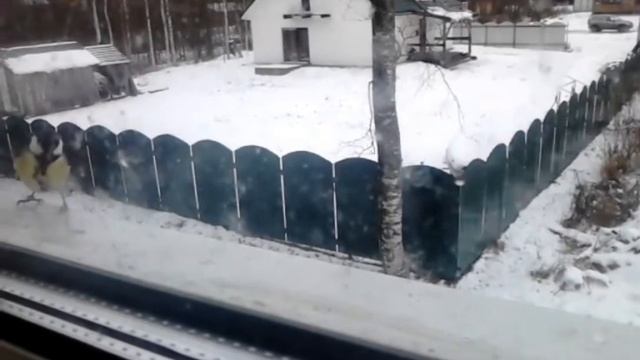 синицы и синцы зимуют смотреть онлайн