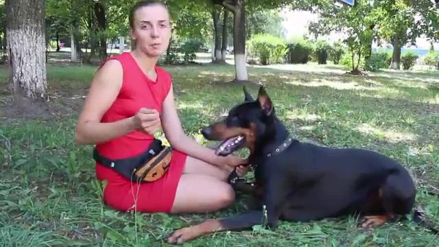 Будет ли на самом деле охранять доберман? Мифы о доберманах смотреть онлайн