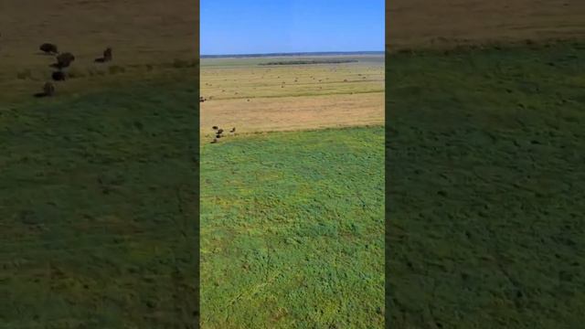 Стадо зубров на Брестчине, Республика Беларусь смотреть онлайн