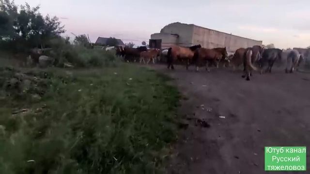 Метод пасьбы лошадей в июле.| Конский навоз на корм рыбе. смотреть онлайн