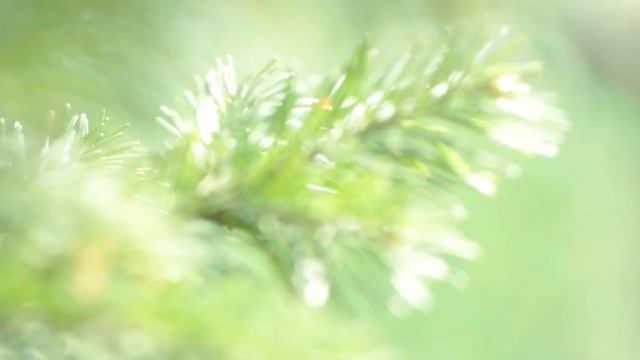 Тест NIKON 1 J1 & Helios 44w смотреть онлайн