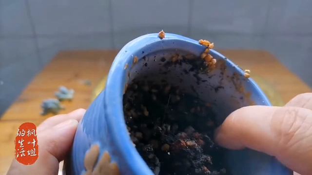 丘比特和汤圆又黑腐了！黑腐后的多肉该怎么处理？ смотреть онлайн