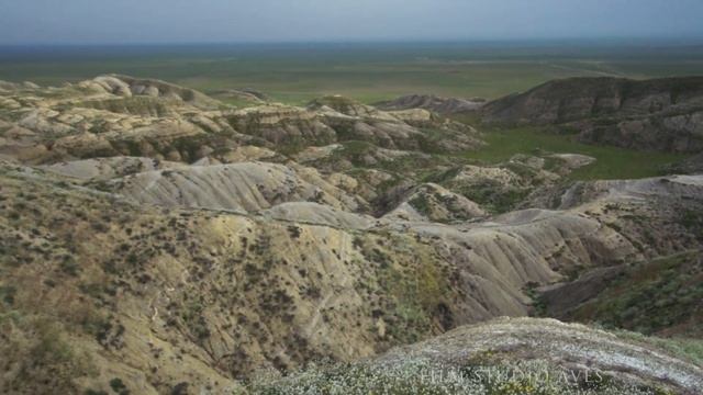 Журавль-красавка (Anthropoides virgo) - Birdwatching in Azerbaijan | Film Studio Aves смотреть онлайн