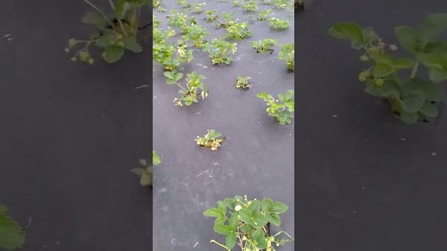 грунтовая клубника сорт Зенга -Зенгана смотреть онлайн