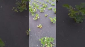 грунтовая клубника сорт Зенга -Зенгана