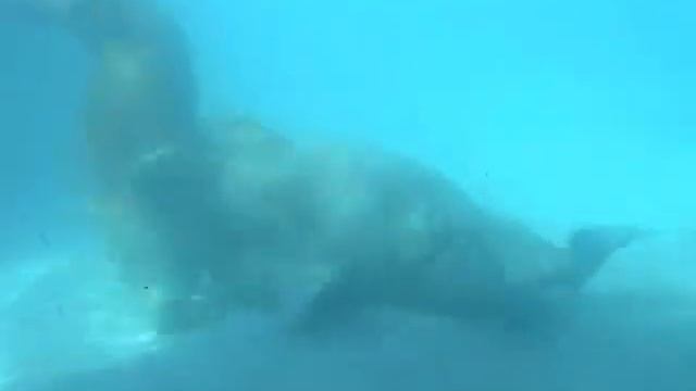 Водные млекопитающие.WMV смотреть онлайн