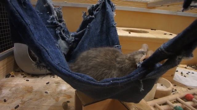 У беременной дегу толкаются малыши смотреть онлайн