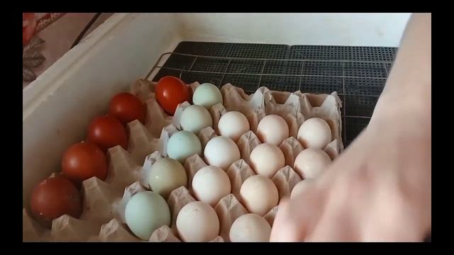 цыплята Ухейилюй и закладка яиц в инкубатор новые породы смотреть онлайн